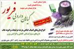 گیاهان دارویی فریور